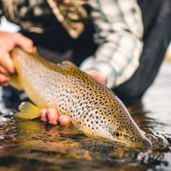 Lodge & Spa at Brush Creek Ranch - 2026 Orvis Endorsed Fly-Fishing Lodge of the Year