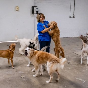 Bone Sweet Bone - Arts District - Pet Sitting Near Me - Los Angeles, California Bone Sweet Bone - Arts District - Pet Sitting Near Me - Los Angeles, California