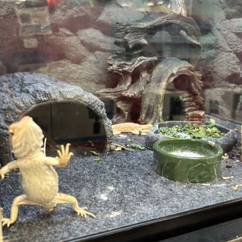 Petco - A sick or dying bearded dragon - Pet Stores Near Me - Anaheim, California