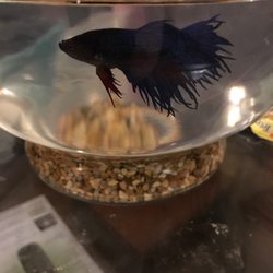 Charlie's Aquarium - My Betta