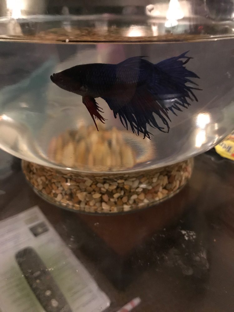 CHARLIE’S AQUARIUM Updated September 2024 1613 Valle Vista Blvd, Pekin, Illinois Pet