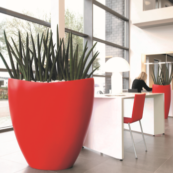 Seattle Plant Company - Sansevieria Cylindrica - Indoor Landscaping Near Me Seattle Plant Company - Sansevieria Cylindrica - Indoor Landscaping Near Me