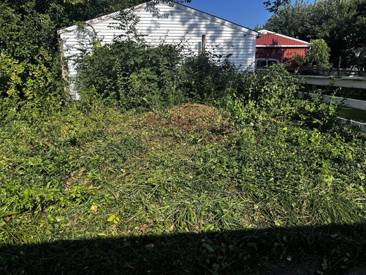 King Tree Services & Landscape