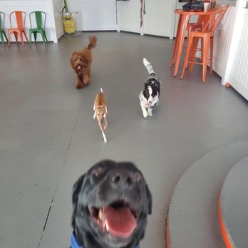 Barx Parx - Pet Training Near Me - Las Vegas, Nevada