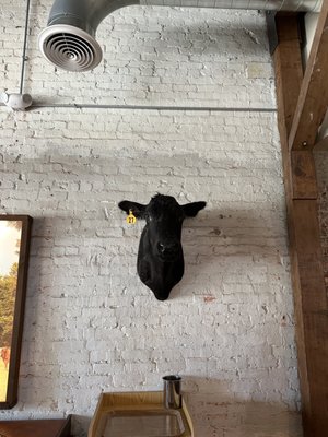 Sun Cattle Co. by null