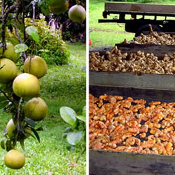 Josanna's Organic Garden - Grapefruit and turmeric. - Fruits & Veggies Near Me - Pahoa, Hawaii