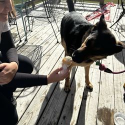Pup cup