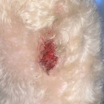 Pet Supplies Plus Wauconda - Cut on his leg - Pet Stores Near Me - Wauconda, Illinois