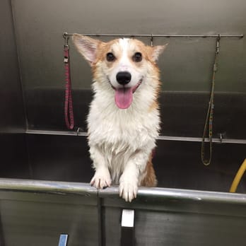 The Pet Wash - Nice and clean! =) - Pet Groomers Near Me - El Segundo, California The Pet Wash - Nice and clean! =) - Pet Groomers Near Me - El Segundo, California