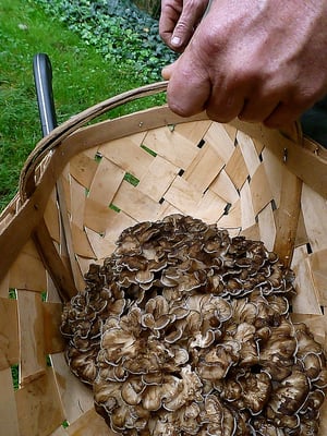 NO TASTE LIKE HOME - 66 Photos & 44 Reviews - Asheville, North Carolina