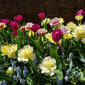 Brooklyn Botanic Garden - Tulips on the garden... - Botanical Gardens Near Me - Brooklyn, New York