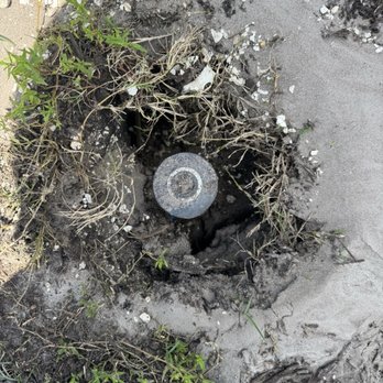 Urgent Tree Service - More damage that caused increased water bill. - Tree Services Near Me - St. Petersburg, Florida