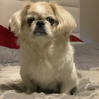 Spot's Spot Pet Grooming - Pet Groomers Near Me - Philadelphia, Pennsylvania Spot's Spot Pet Grooming - Pet Groomers Near Me - Philadelphia, Pennsylvania