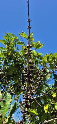 Green World Coffee Farm by null