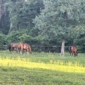 Camp Allen - Pasture - Summer Camps Near Me - Navasota, Texas Camp Allen - Pasture - Summer Camps Near Me - Navasota, Texas