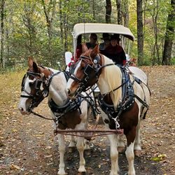 Daffodil Hill Farm & Carriage