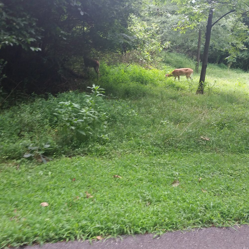 McDaniel Farm Park - Spotted two fawns while walking - Parks Near Me - Duluth, Georgia McDaniel Farm Park - Spotted two fawns while walking - Parks Near Me - Duluth, Georgia