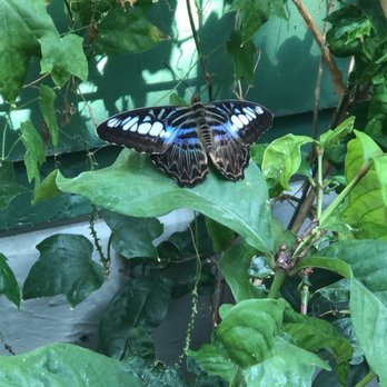 Peggy Notebaert Nature Museum - Butterfly - Museums Near Me - Chicago, Illinois Peggy Notebaert Nature Museum - Butterfly - Museums Near Me - Chicago, Illinois