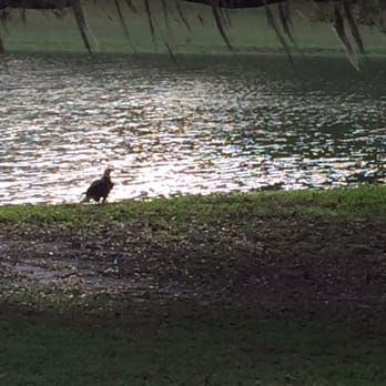 Roll Oaks Golf Course - An American Eagle by the pond - Golf Near Me - Brooksville, Florida Roll Oaks Golf Course - An American Eagle by the pond - Golf Near Me - Brooksville, Florida