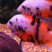 MID WEST TROPICAL FISH - Updated December 2025 - 34 Photos - 214 S