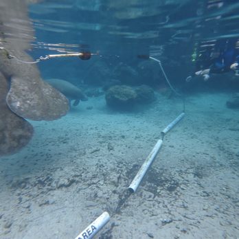 Fun 2 Dive Manatee Tours - Snorkeling Near Me - Crystal River, Florida