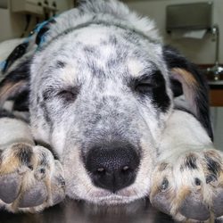 Advanced Veterinary Care