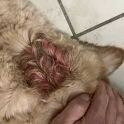 Puppy Love Grooming - I think they would of noticed if it was there before she was groomed.