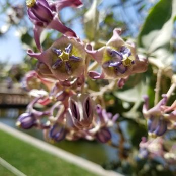 Botanical Building - Milkweed tree - Botanical Gardens Near Me - San Diego, California