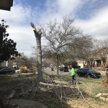 Austin Tree Care Service - Tree, and half way through - Tree Services Near Me - Dale, Texas