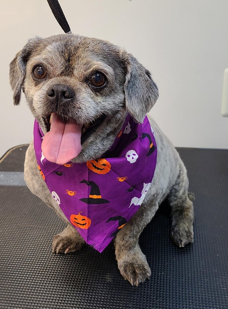 O MY DOG Updated September 2024 12 Photos Vero Beach, Florida