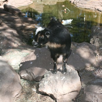 Bearizona - At the petting zoo - Zoos Near Me - Williams, Arizona
