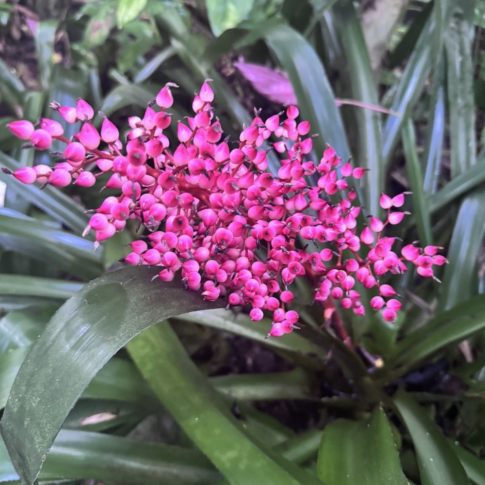 Phantasea Botanical Gardens - Botanical Gardens Near Me - St Thomas, Virgin Islands