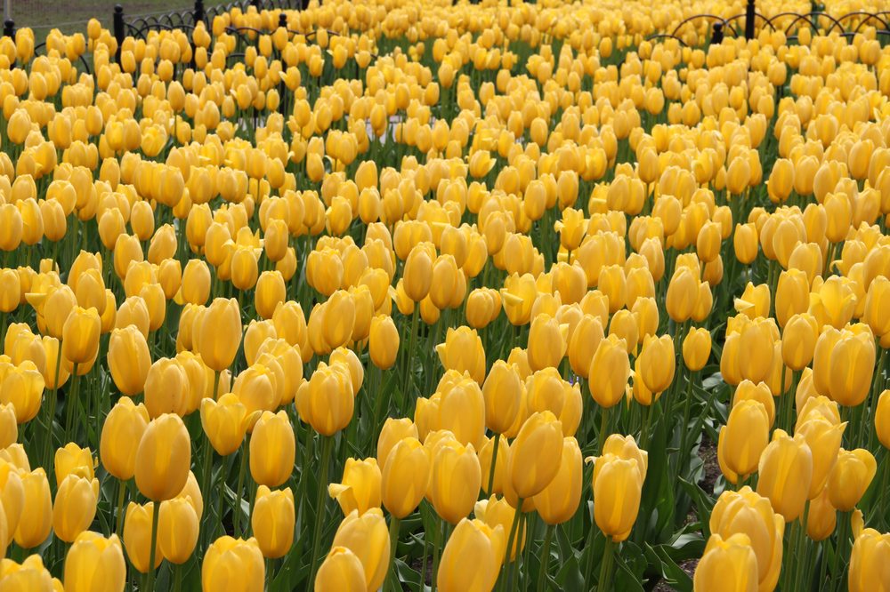 Rasi Associates - grief counselor in Boston, MA