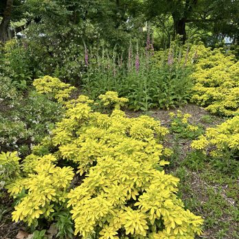 Washington Park - Plants - Parks Near Me - Portland, Oregon Washington Park - Plants - Parks Near Me - Portland, Oregon