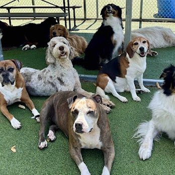 Pampered Pets Bed & Biscuit - Pet Groomers Near Me - Fort Wayne, Indiana Pampered Pets Bed & Biscuit - Pet Groomers Near Me - Fort Wayne, Indiana