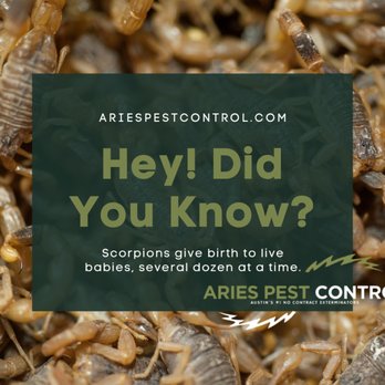 Aries Pest Control - Pest Control Near Me - Round Rock, Texas Aries Pest Control - Pest Control Near Me - Round Rock, Texas