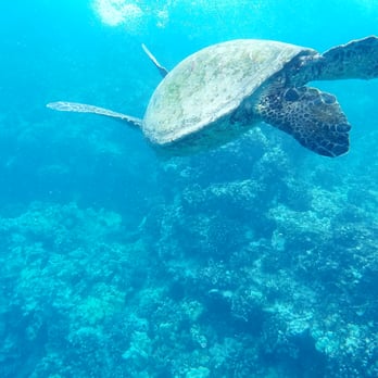 Trilogy Excursions - Just listen to the crew and go nice and slow when getting by the reef. The turtles had no issues getting nice and close. - Snorkeling Near Me - Lahaina, Hawaii