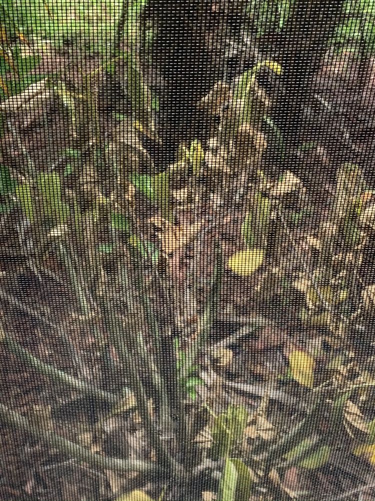 Slide of Sailfish Softwash