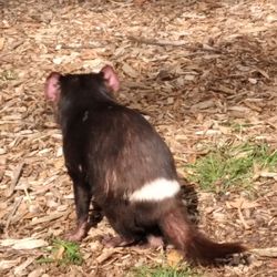 Cleland Wildlife Park - Tassie Devil