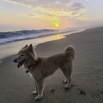 NeliPet - Pet Groomers Near Me - Aliso Viejo, California NeliPet - Pet Groomers Near Me - Aliso Viejo, California
