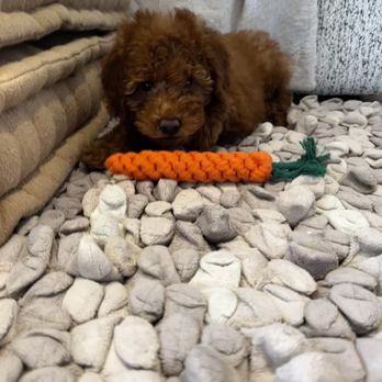 My Doodle Crush - Pet Breeders Near Me My Doodle Crush - Pet Breeders Near Me