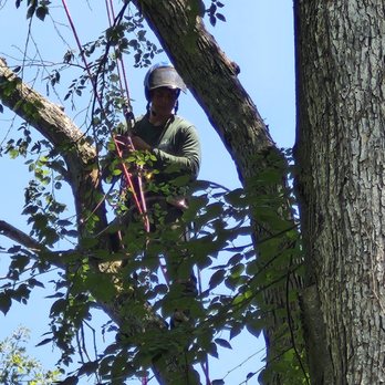 Cedar Stone Tree Works - Tree Services Near Me Cedar Stone Tree Works - Tree Services Near Me