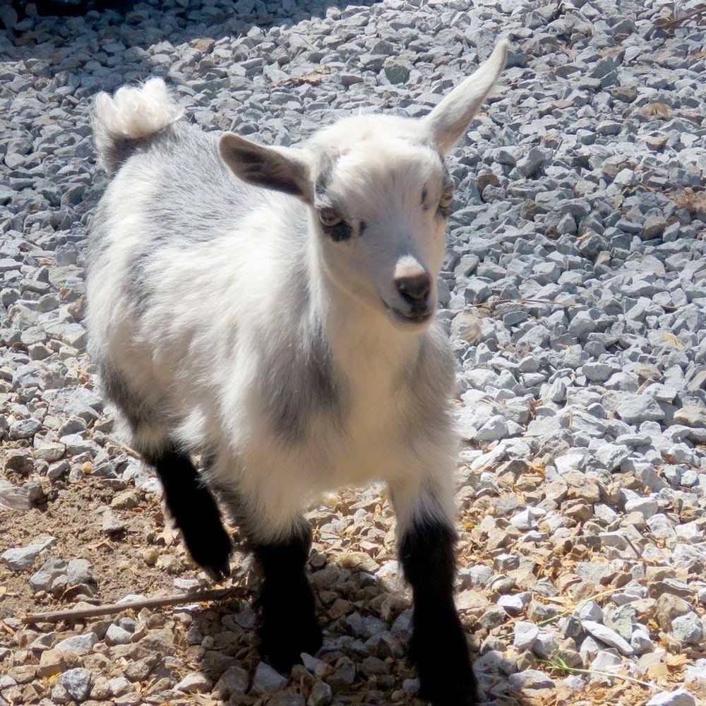 This was our pet Eddie...so sweet.