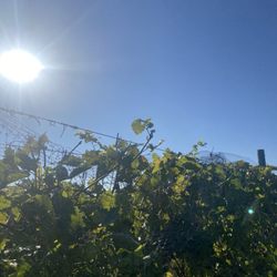 3 North Vines