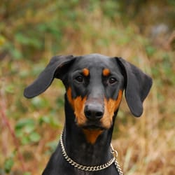 vca animal hospital federal way