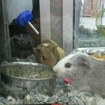 Petco - Cuuuuuute! - Pet Stores Near Me - New Orleans, Louisiana Petco - Cuuuuuute! - Pet Stores Near Me - New Orleans, Louisiana