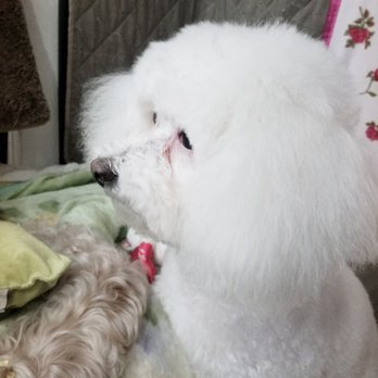 Rejoy's Pet Grooming - Thank you for a great job!!! @shangool - Pet Groomers Near Me - Los Angeles, California Rejoy's Pet Grooming - Thank you for a great job!!! @shangool - Pet Groomers Near Me - Los Angeles, California