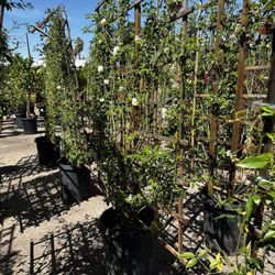 The Plant Stand of Arizona