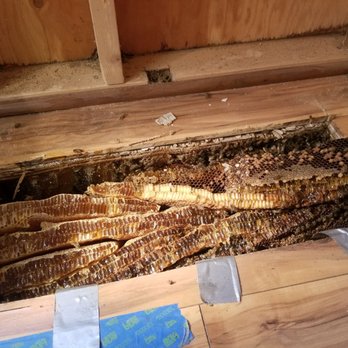 Bee Rooted - Pest Control Near Me