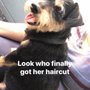 Photo of Shear Pawfection